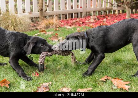 Bellevue, stato di Washington, Stati Uniti. Cuccioli di Labrador Retriever neri di tre mesi, giocando a rimorchiatore sul prato. (PR) Foto Stock