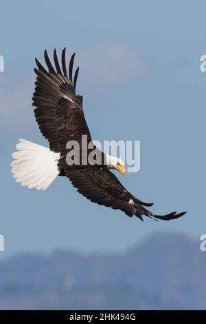Aquile calve in volo Foto Stock