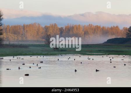 Alba autunnale sulle zone umide Foto Stock