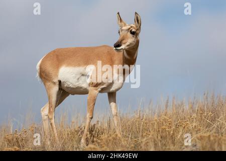 Parco Nazionale di Yellowstone, ritratto di un antilope femminile di pronghorn. Foto Stock