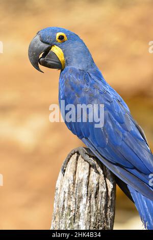 Closeup macaw blu giacinto (Anodorhynchus hyacinthinus) visto dal profilo e appollaiato su palo di legno Foto Stock