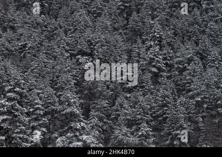 Bosco di pino di palude (Pinus Mugo) dopo una tempesta di neve in montagna Foto Stock