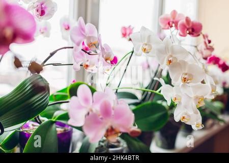 Orchidee phalaenopsis fiore sul davanzale. Piante domestiche in fiore. Fiori bianchi, viola, rosa Foto Stock