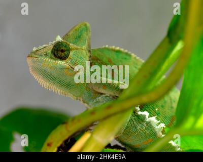 Il closeup del camaleonte velato (Chamaeleo calyptratus) tra le piante è una specie di camaleonte originaria della penisola araba dello Yemen e dell'Arabia Saudita Foto Stock