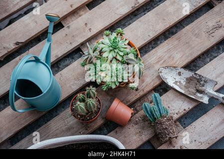 Succulenti e cactus in vaso pronti per essere ripiantati su sfondo di legno Foto Stock