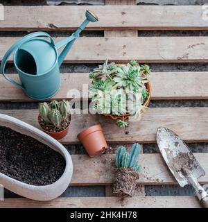 Succulenti e cactus in vaso pronti per essere ripiantati su sfondo di legno Foto Stock