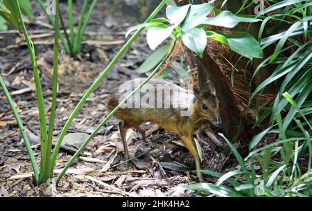 Java mouse-cervo (Tragulus javanicus) il più piccolo artiodattile del pianeta Foto Stock