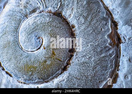 Patter a spirale su guscio di lumaca, rapporto d'oro, macro colpo Foto Stock