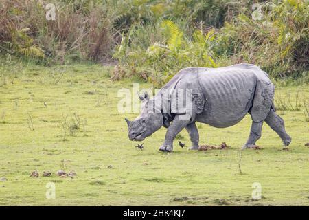Rinoceronte indiano, rinoceros unicornis, pascolo. Kaziranga National Park, Assam, India Foto Stock