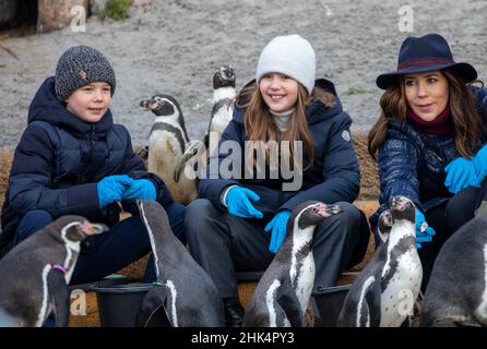 Copenaghen, Danimarca. 02nd Feb 2022. La Principessa della corona Maria, il Principe Vincenzo e la Principessa Josephine di Danimarca allo Zoo di Kobenhavn a Copenhagen, il 02 febbraio 2022, per una visita e la Principessa della corona pianta un albero di eucalipto come parte del primo zolle di Marys Australske hanno (Giardino Australiano di Maria) - un parco dedicato agli animali australiani, in occasione del compleanno della Crown Princess 50th il 05-02-2022 Foto: Albert Nieboer/Netherlands OUT/Point de Vue OUT Credit: dpa Picture Alliance/Alamy Live News Foto Stock