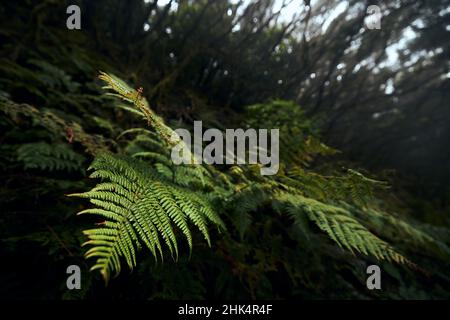 Fuoco selettivo sulle foglie di felce nella foresta di nebbia misteriosa. Parco nazionale di Anaga a Tenerife, Spagna. Foto Stock