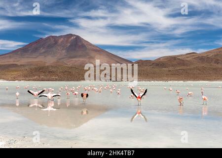 Fenicotteri che si nutrono in Laguna Canapa, un lago di sale endorheico nell'altiplano, Dipartimento di Potosi, Bolivia, Sud America Foto Stock