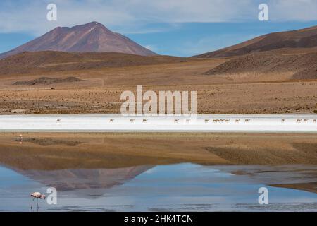 Un gregge di vicune (lama vicugna) nell'altiplano delle alte Ande Montagne, Bolivia, Sud America Foto Stock