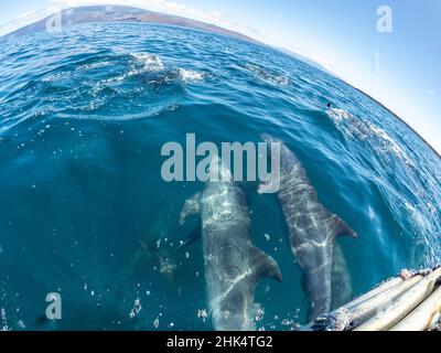 Delfini tursiopi adulti (Tursiops truncatus), prua a cavallo vicino a Fernandina Island, Galapagos, Ecuador, Sud America Foto Stock