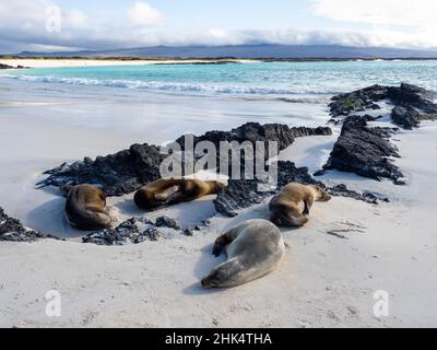 Leoni marini Galapagos (Zalophus wollebaeki) sulla spiaggia di Cerro Brujo, Isola di San Cristobal, Galapagos, Ecuador, Sud America Foto Stock