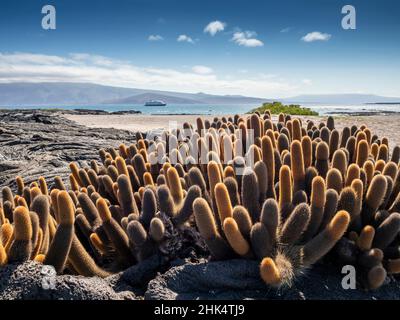 Cactus lavico (Brachycereus nesioticus), endemico delle Galapagos, Isola di Fernandina, Galapagos, Patrimonio dell'Umanità dell'UNESCO, Ecuador, Sud America Foto Stock