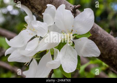 Il granchio bianco fiorisce sul ramo di un albero di granchio in primavera. Foto Stock