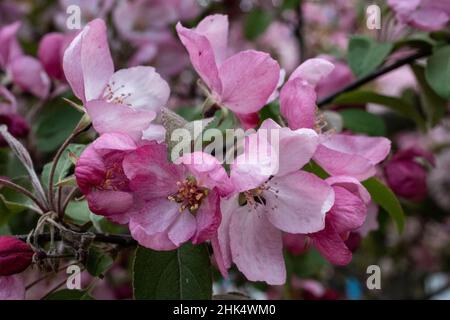 Fiori di granchio rosa piuttosto su un ramo di un albero fiorito in primavera. Foto Stock