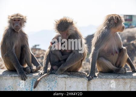 Baboons, Abha, Regno dell'Arabia Saudita, Medio Oriente Foto Stock
