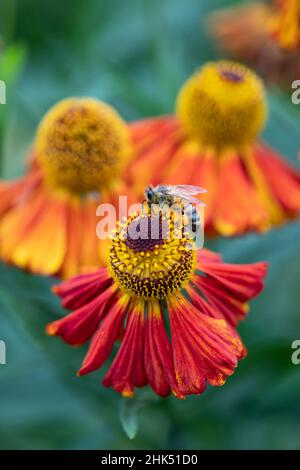 Ape su un fiore di giardino di Helenium di colore arancione, Berkshire, Inghilterra, Regno Unito, Europa Foto Stock
