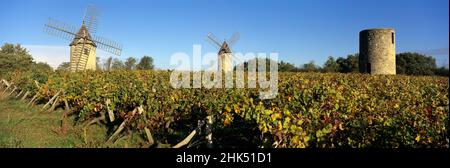 Mulini a vento di Calon posti in vigna autunnale sotto un cielo blu, Montagne, nei pressi di Saint Emilion, Nouvelle Aquitaine, Francia, Europa Foto Stock