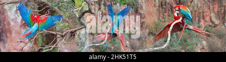 Macaws rosso e verde (Ara chloropterus), Buraco das Araras, Mato Grosso do sul, Brasile, Sud America Foto Stock
