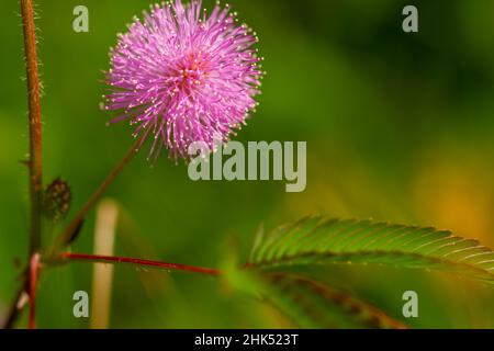 I fiori rosa di Shameplant sono sferici nella forma con le punte fibrose gialle, lo sfondo delle foglie e la luce del sole è sfocato Foto Stock