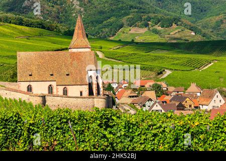 Chiesa fortificata di Saint Jacques, Hunawihr, Alsazia, strada del vino alsaziano, Alto Reno, Francia, Europa Foto Stock