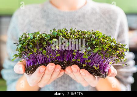 Germogli di calrabi rossi in mani femminili. Germogli crudi, microgreens, concetto di cibo sano, dieta di cibo crudo. Semi germogliati Foto Stock