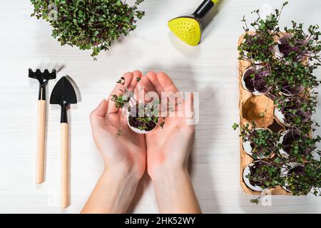 le mani della donna, ripiegate in barca, trattengono il guscio con germogli piantati di microgreens viola. flatlay. Nelle vicinanze si trovano utensili da giardino e vassoio per uova con germogli. Foto Stock