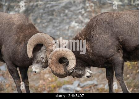 Rocky Mountain Bighorn Sheep Rams (Ovis canadensis) testa-butting, Jasper National Park, sito patrimonio dell'umanità dell'UNESCO, Alberta, Canadian Rockies, Canada Foto Stock