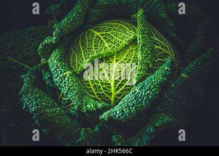 Cavolo savoy intero su sfondo nero Foto Stock