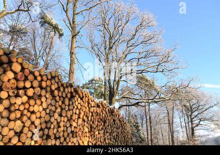 Alberi o tronchi sgranati con sezione trasversale visibile, deforestazione nella regione di Westerwald in Renania-Palatinato, Germania Foto Stock