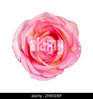 Fiore di rosa, dall'alto, isolato, su sfondo bianco. Colore rosa chiaro, testa di fiore di una rosa giardino appena tagliata, anche conosciuta come rosa Cina. Foto Stock
