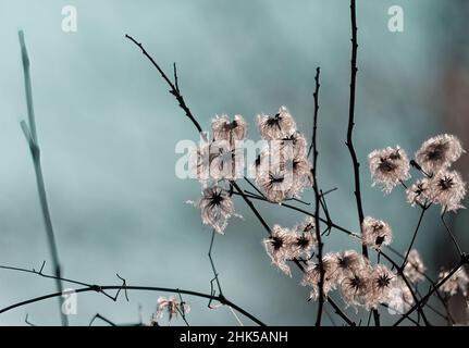 Primo piano di bella semi di gioia del viaggiatore (Clematis vitalba) pianta su uno sfondo sfocato Foto Stock