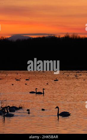 Tundra cigni (Cygnus columbianus) silhouette al tramonto su McFadden Marsh, William Finley National Wildlife Refuge, Oregon Foto Stock