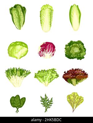 Impostare la lattuga isolata su sfondo bianco. Insalate di vario genere radicchio, lattuga, romaine, kale, collard, sorrel, spinaci, mizuna, sano organico v Illustrazione Vettoriale