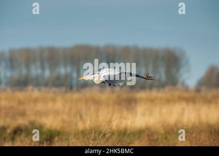 Paesaggio paludoso con in primo piano e in stretch volo sopra Great Blue Heron, Ardea cinerea, su uno sfondo sfocato e cielo chiaro Foto Stock