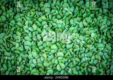 Full frame of microgreens in Salisbury, MD Foto Stock