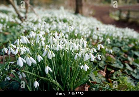 Gocce di neve in mostra al Painswick Rococo Garden vicino a Stroud in Gloucestershire, come il clima caldo porta sui segni di una primavera precoce. Data foto: Mercoledì 2 febbraio 2022. Foto Stock