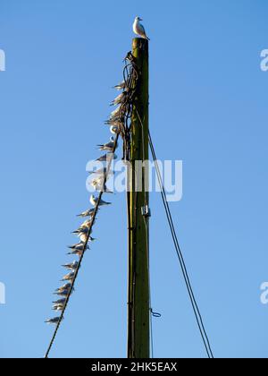 Che cosa prende per essere il boss grande, re della collina, se siete un gabbiano? Questo uccello superiore probabilmente non è il più bello, sexy o intelligente. Ma io Foto Stock