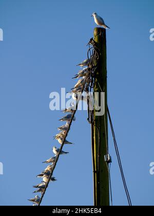 Che cosa prende per essere il boss grande, re della collina, se siete un gabbiano? Questo uccello superiore probabilmente non è il più bello, sexy o intelligente. Ma io Foto Stock