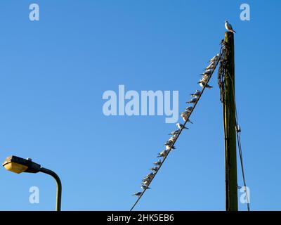 Che cosa prende per essere il boss grande, re della collina, se siete un gabbiano? Questo uccello superiore probabilmente non è il più bello, sexy o intelligente. Ma io Foto Stock