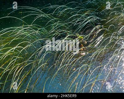 Un'immagine astratta di canne d'acqua e riflessi in Abbey Stream, un piccolo ma bel affluente del Tamigi di Abingdon, così come si unisce al principale Foto Stock