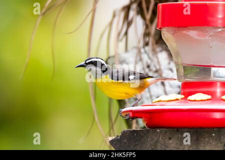 Foto dai colori vivaci di un Bananaquit, Coereba flaveola, uccello arroccato su un alimentatore di colibrì su un ceppo naturale in un giardino. Foto Stock