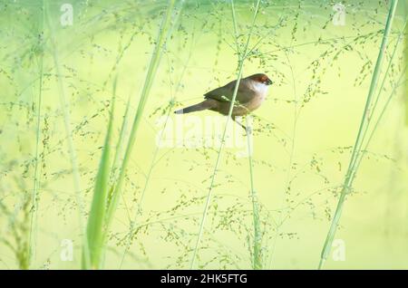 Foto sognante di un uccello comune di Waxbill, Estrilda astrild, che pascolano in un campo circondato da uno sfondo di erba soffice e alta con semi Foto Stock