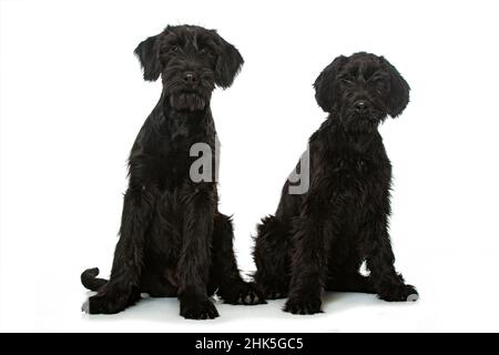 Cani schnauzer giganti isolati su bianco Foto Stock
