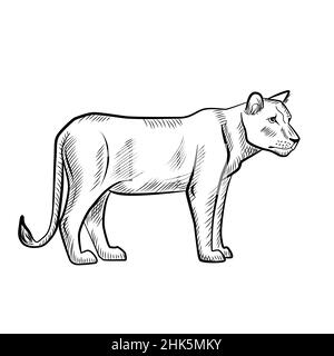 lioness isolato su sfondo bianco. Disegna il predatore grafico della savana in stile incisione. Disegno retro in bianco e nero. Illustratio vettoriale Illustrazione Vettoriale