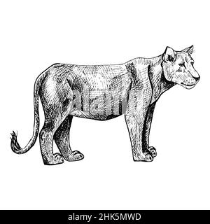 lioness isolato su sfondo bianco. Disegna il predatore grafico della savana in stile incisione. Disegno retro in bianco e nero. Illustratio vettoriale Illustrazione Vettoriale