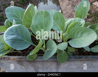 Il giovane kale cinese sta crescendo nel vaso di cemento nel giardino della casa di campagna, vista frontale con lo spazio copia. Foto Stock